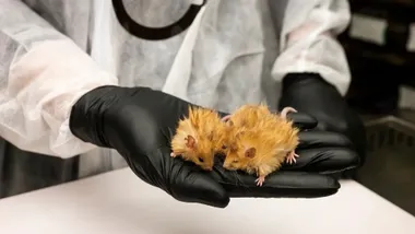 За даними Colossal Biosciences із Далласу, генетично модифіковані шерстисті миші втілюють кілька ознак, схожих на шерстистого мамонта. - Колосальні біонауки