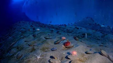 Ілюстративне зображення CC0 Public Domain