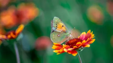 Ілюстративне зображення Freepik