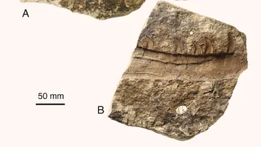 Зображення Sci.News