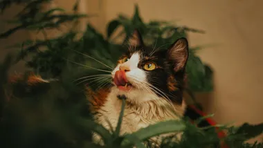 Ілюстративне зображення Toni Ferreira, Pexels