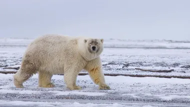 Зображення New Scientist