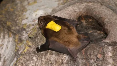 Зображення Cosmos