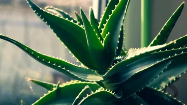 Фото Florin G Daniel