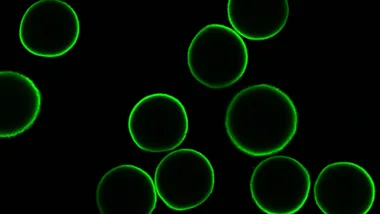 Зображення Luca Jovine