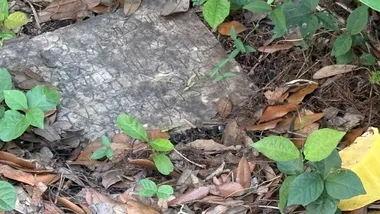 Зображення NYT