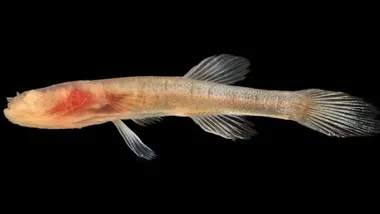 Зображення Futurity