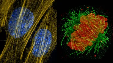 Зображення Knowable Magazine