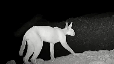 Зображення ZME Science