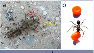 Зображення Phys