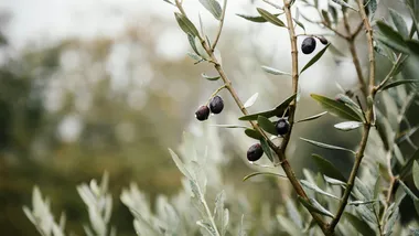 Зображення Phys