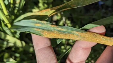 Зображення Phys