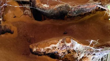 Baranowskiella ehnstromi