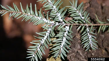 Зображення Phys