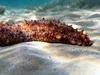 Тканини морського огірка живуть роками після відділення від тіла