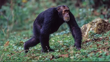 Зображення discoverwildlife.com