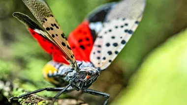 Зображення Futurity