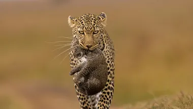 Фото Bharath Kumar Venkatesh