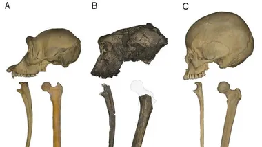 Зображення Scientific American