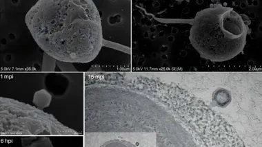 Зображення ZME Science