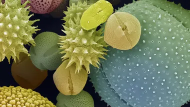 Зображення Knowable Magazine