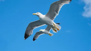 Зображення ZME Science