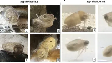 Зображення ScienceBlog