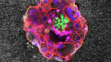 Зображення TS