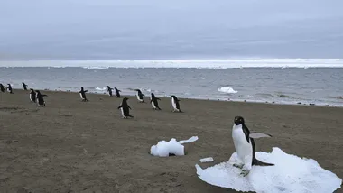 Зображення ZME Science