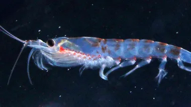 Зображення Phys