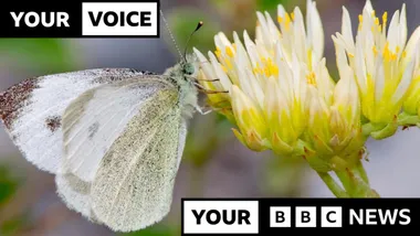 Зображення BBC