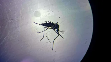 Зображення NYT