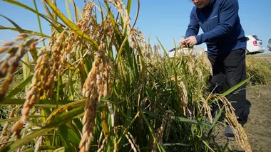 Зображення Yahoo