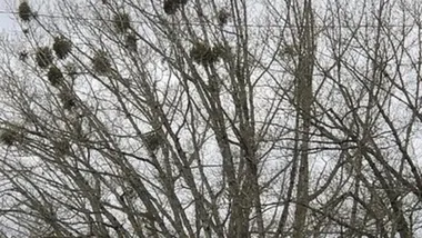 Зображення news.oregonstate.edu