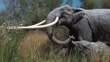 Зображення Paleoloxodon antiquus, Wikipedia