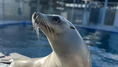 Зображення Sci.News