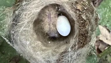 Зображення Scott Taylor, CU Boulder