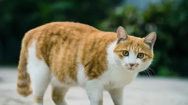 Зображення ZME Science