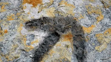 Зображення ZME Science