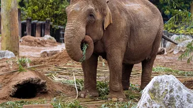 Зображення Chester Zoo
