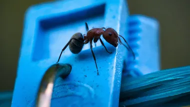 Ілюстративне зображення Freepik