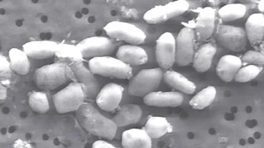 Зображення The Daily Galaxy