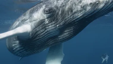 Зображення NYT