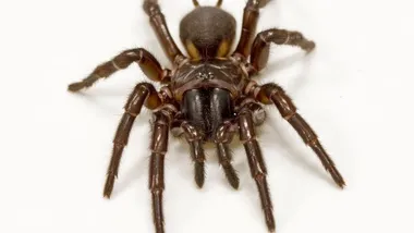 Зображення TS