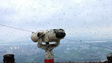 Зображення NYT