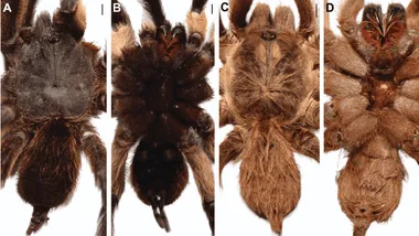 Зображення ZME Science