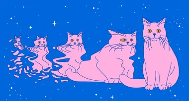 Кіт Шредінгера у стрибку