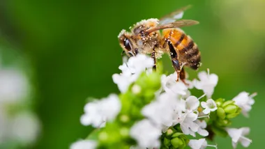 Зображення New Scientist