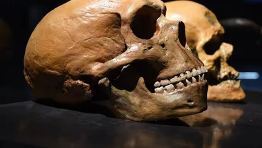 На фото череп неандертальця