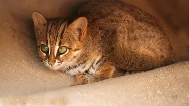 Фото David raju, Wikipedia